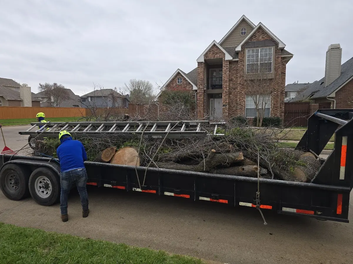 Expert Deadwooding with proper safety equipment in Roselle
